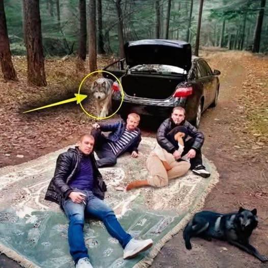 Tinerii au adus o femeie însărcinată în pădure, intenționând să comită un act teribil.